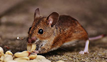 24 Hour & Emergency Exterminators in Stockham, NE